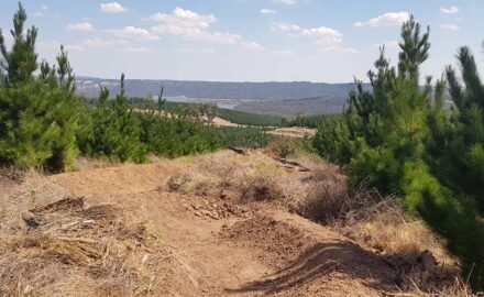 Bennets Mountain Bike Trails