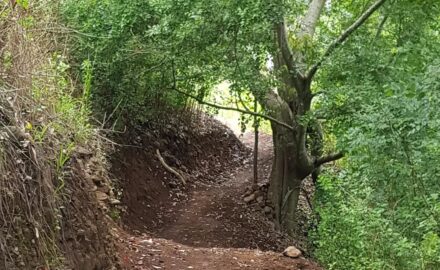 Kyogle Mountain BIke Park
