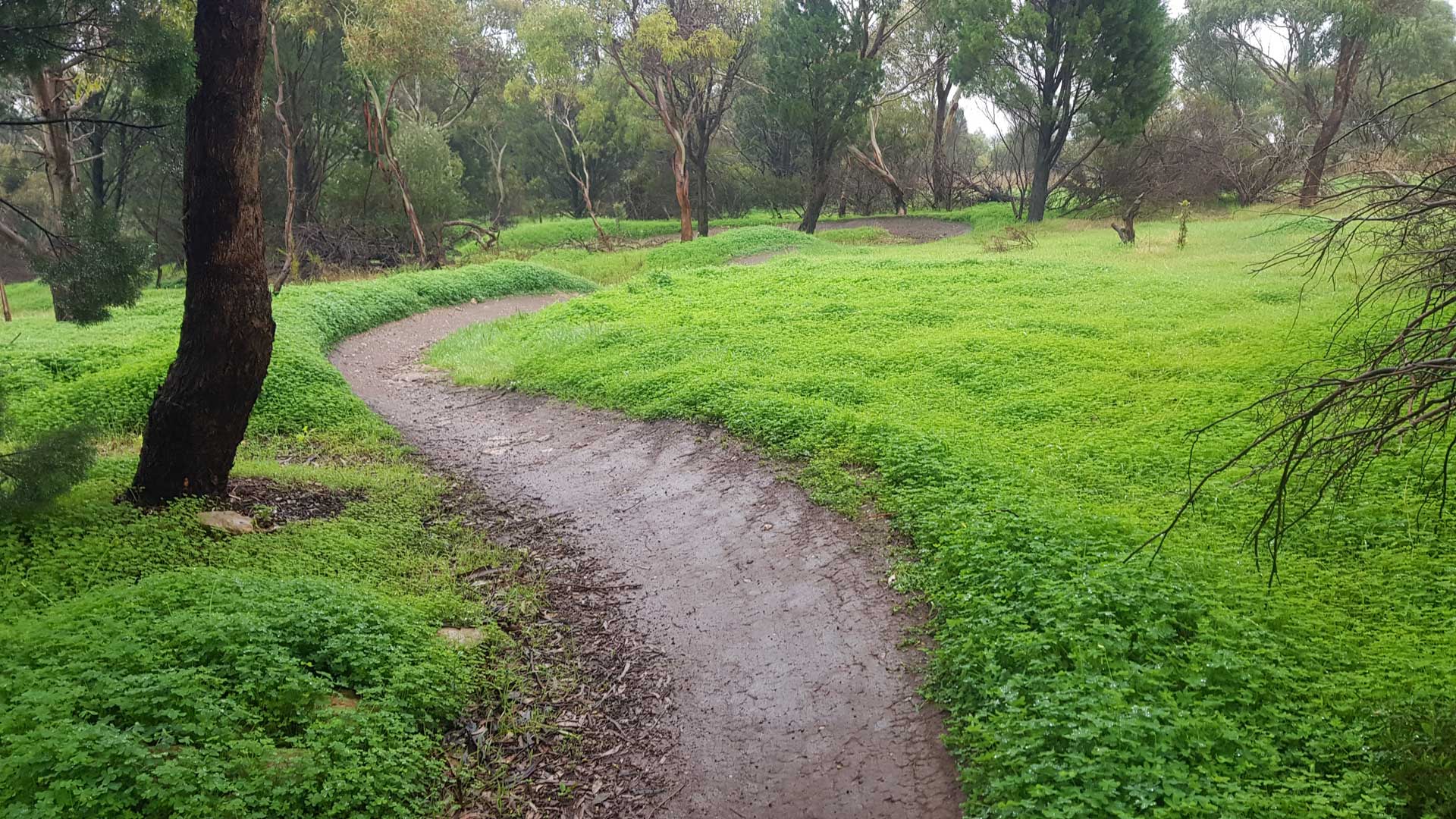 mountain bile trail built through a forest